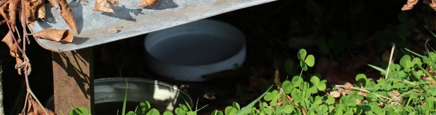 Hedgehog_House_resized
